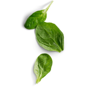 Spinach PNG-79135